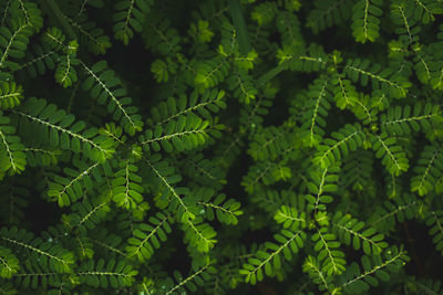 High angle view of fern leaves on tree