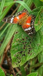 Close-up of butterfly on leaf