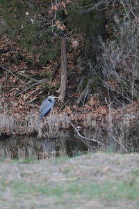 Bird perching on a tree