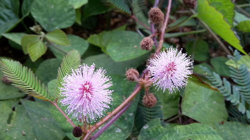 Close-up of thistle flowers