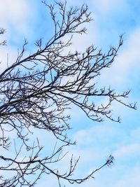 Low angle view of bare tree against sky