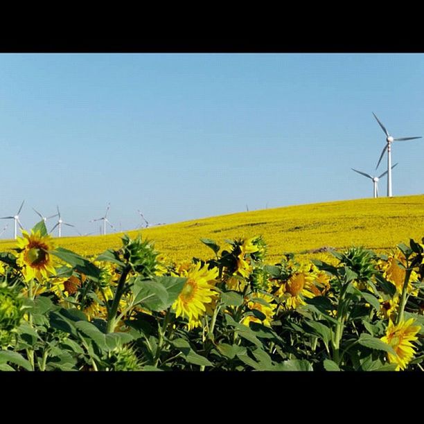 clear sky, yellow, transfer print, field, copy space, growth, rural scene, landscape, plant, flower, nature, auto post production filter, agriculture, beauty in nature, blue, fuel and power generation, electricity pylon, tranquility, outdoors, sunlight