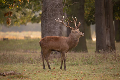 Deer standing in a field