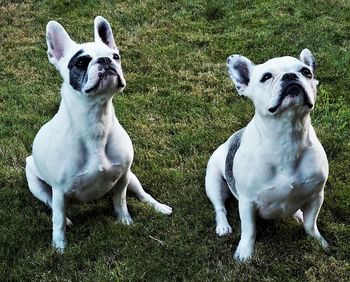 Portrait of dogs sitting on field