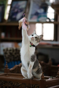 Cat sitting on table