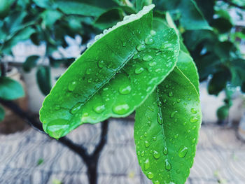 Close-up of raindrops on leaves