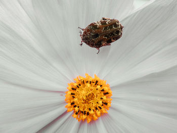 Macro shot of honey bee pollinating flower