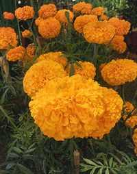 Close-up of yellow flower