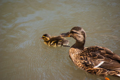 Duck swimming in a pond