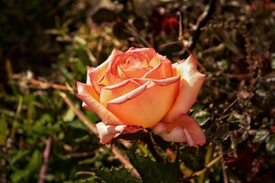 Close-up of flower against blurred background