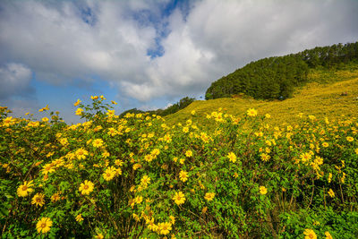 Yellow flowering plants on field against sky