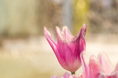 Close-up of pink flowers