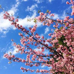 Low angle view of pink flowers blooming against blue sky