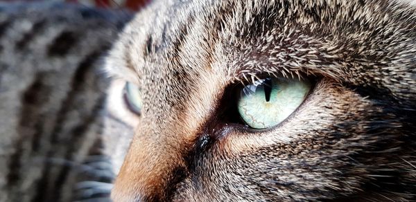 Close-up of cat