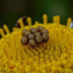 Close-up of flower against blurred background