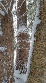 Close-up of snow on tree trunk during winter