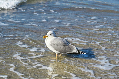 High angle view of seagull on beach
