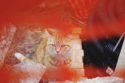 Portrait of ginger cat