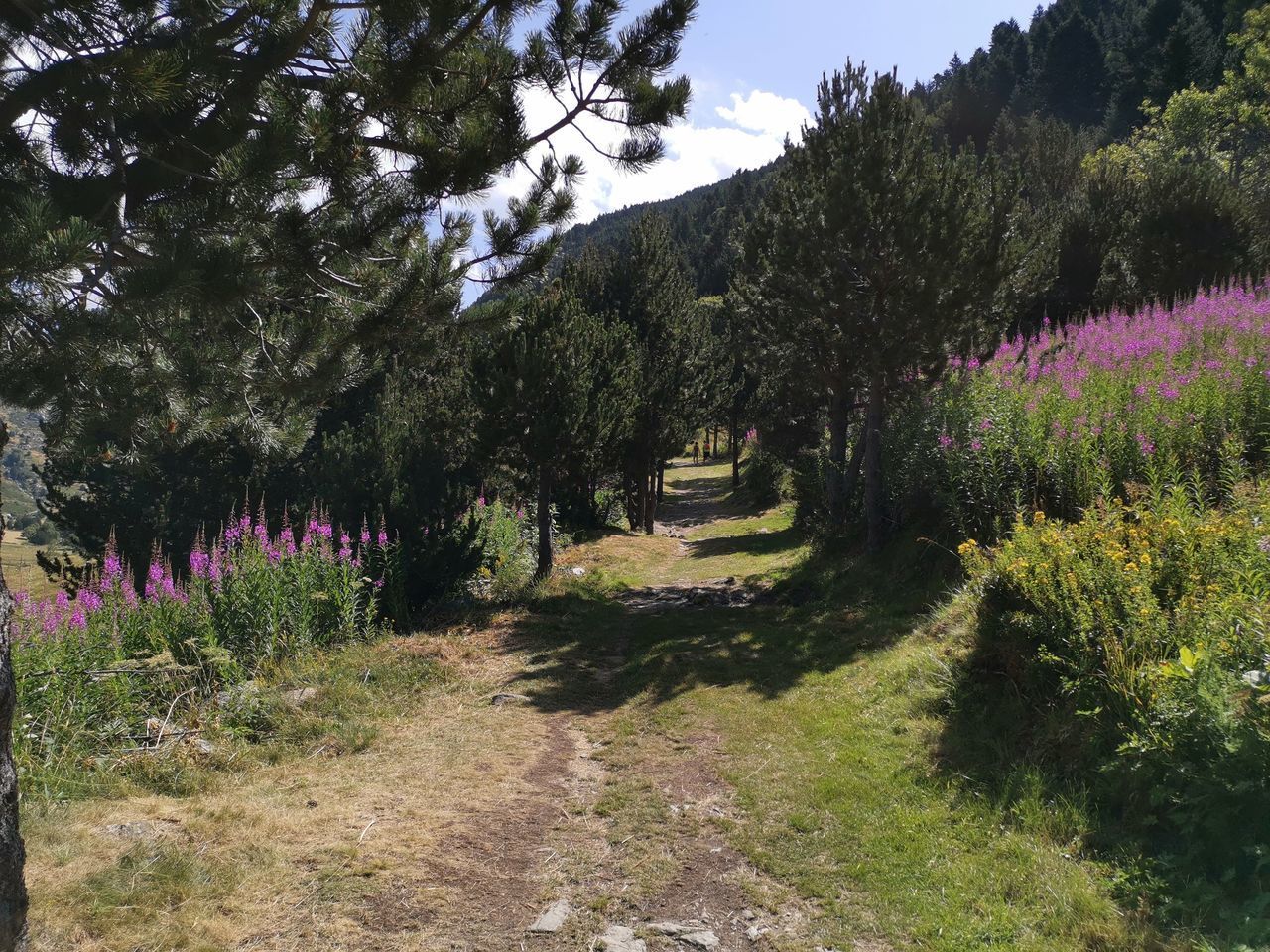 VIEW OF FLOWERING TREES IN PARK