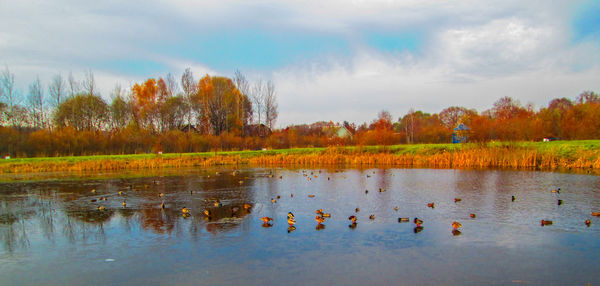 Flock of birds in lake against sky