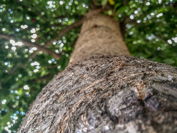 Low angle view of tree trunk