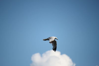 Low angle view of seagull flying against blue sky