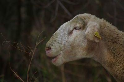 Close-up of sheep