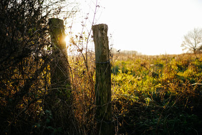 Scenic view of grassy field at sunset