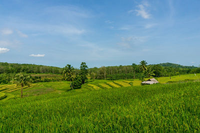 Scenic view of agricultural field against sky