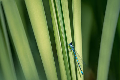 Close-up of caterpillar on leaf