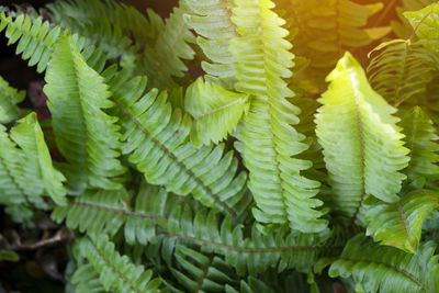 Close-up of fern leaves