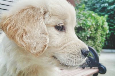 Close-up of white puppy on bench