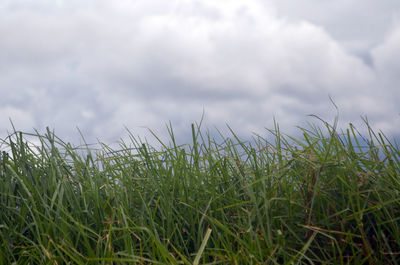 Close-up of grass on field against cloudy sky