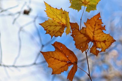 Low angle view of maple leaf against sky