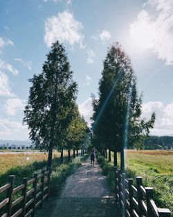 Trees on field against sky