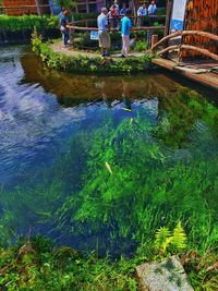 Plant growing in water