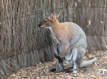 Portrait of squirrel on tree trunk
