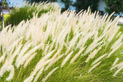 Close-up of fresh green field