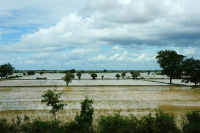 Scenic view of field against sky