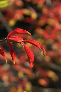 Close-up of red flowers blooming outdoors