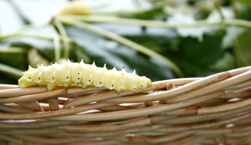 Close-up of fresh green leaves