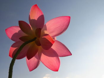 Close-up of pink flowering plant against sky