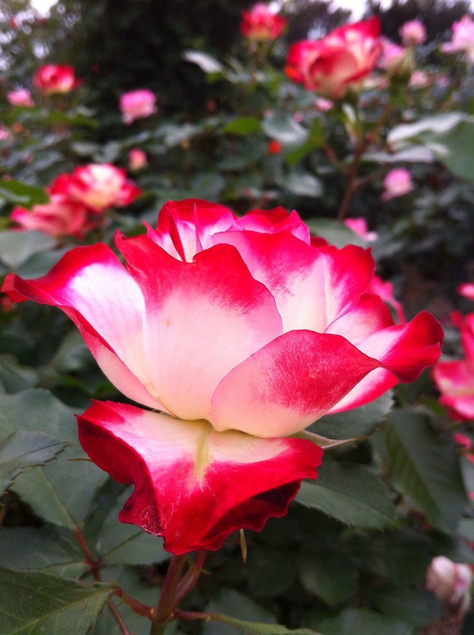 flower, petal, freshness, fragility, pink color, flower head, growth, beauty in nature, close-up, focus on foreground, nature, blooming, leaf, plant, pink, red, rose - flower, in bloom, park - man made space, day