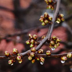 Close-up of berries growing on tree