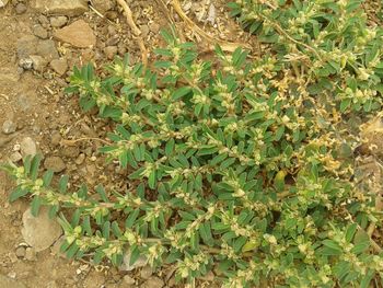 Close-up of plants growing on field