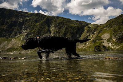 Dog in a lake