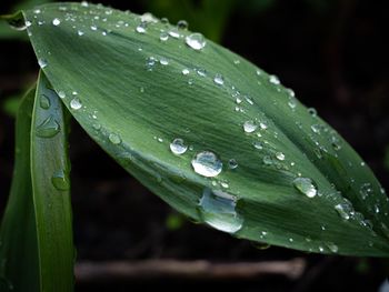 Close-up of raindrops on leaves