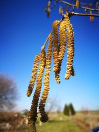 Close-up of flower tree against sky