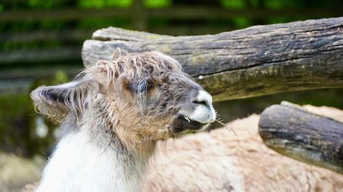 Close-up of an alpaca
