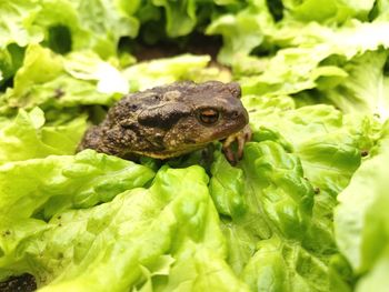 Toad on top of lettuce 